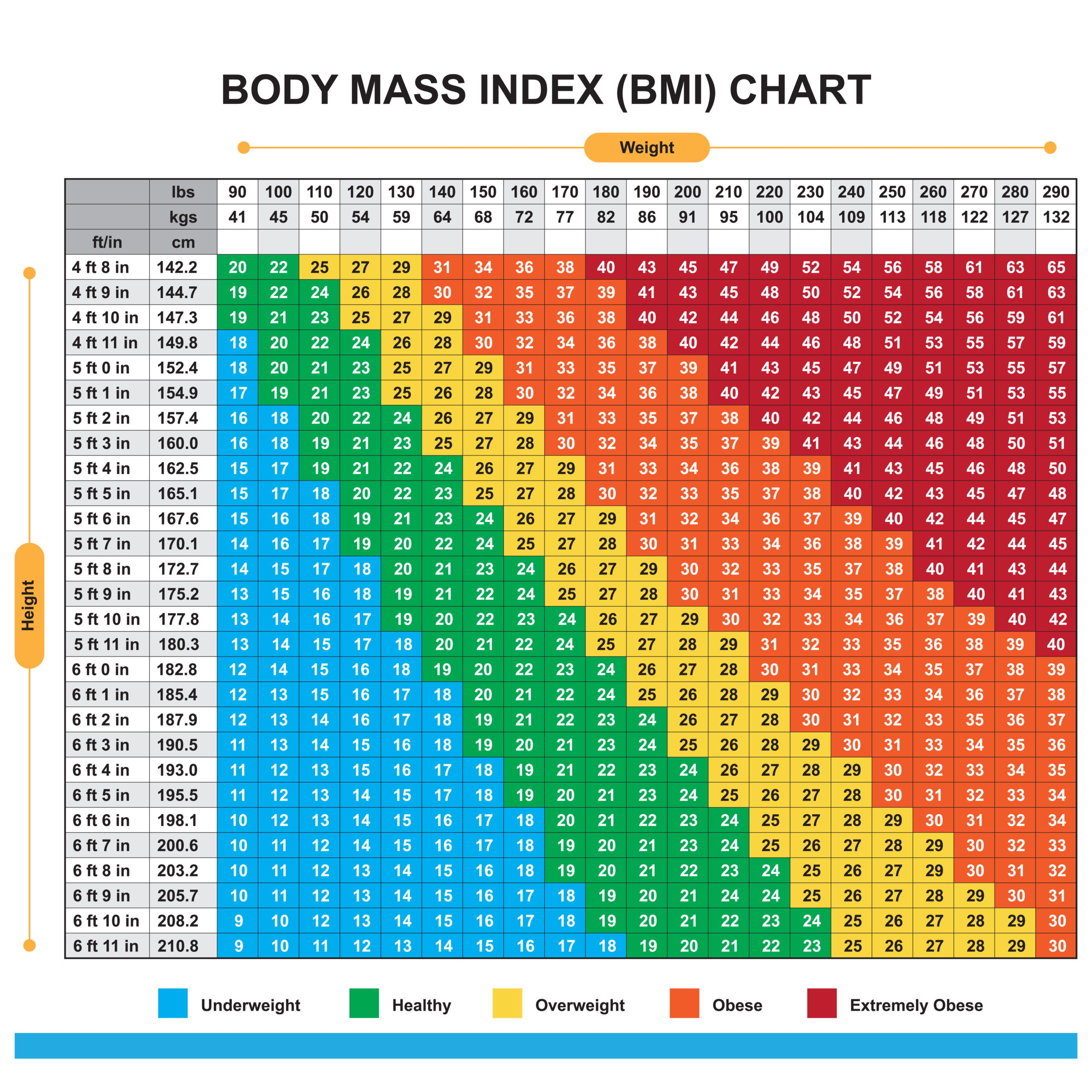 Muscle Mass Weight Chart