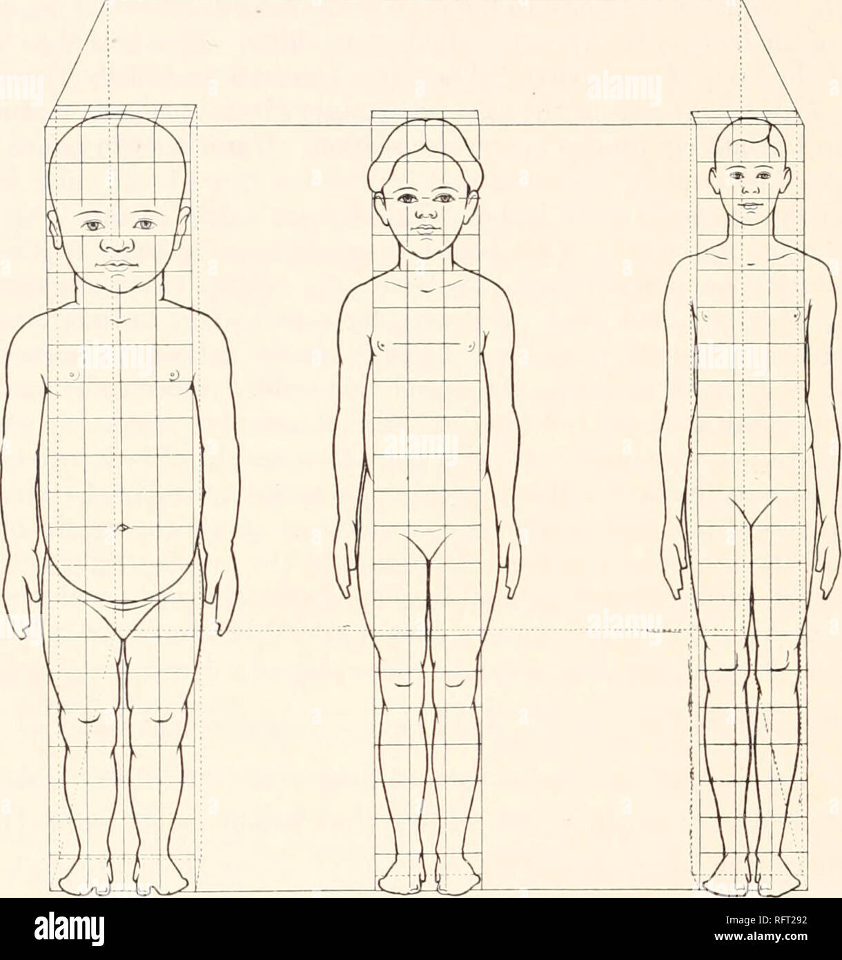 Weight Height Proportions