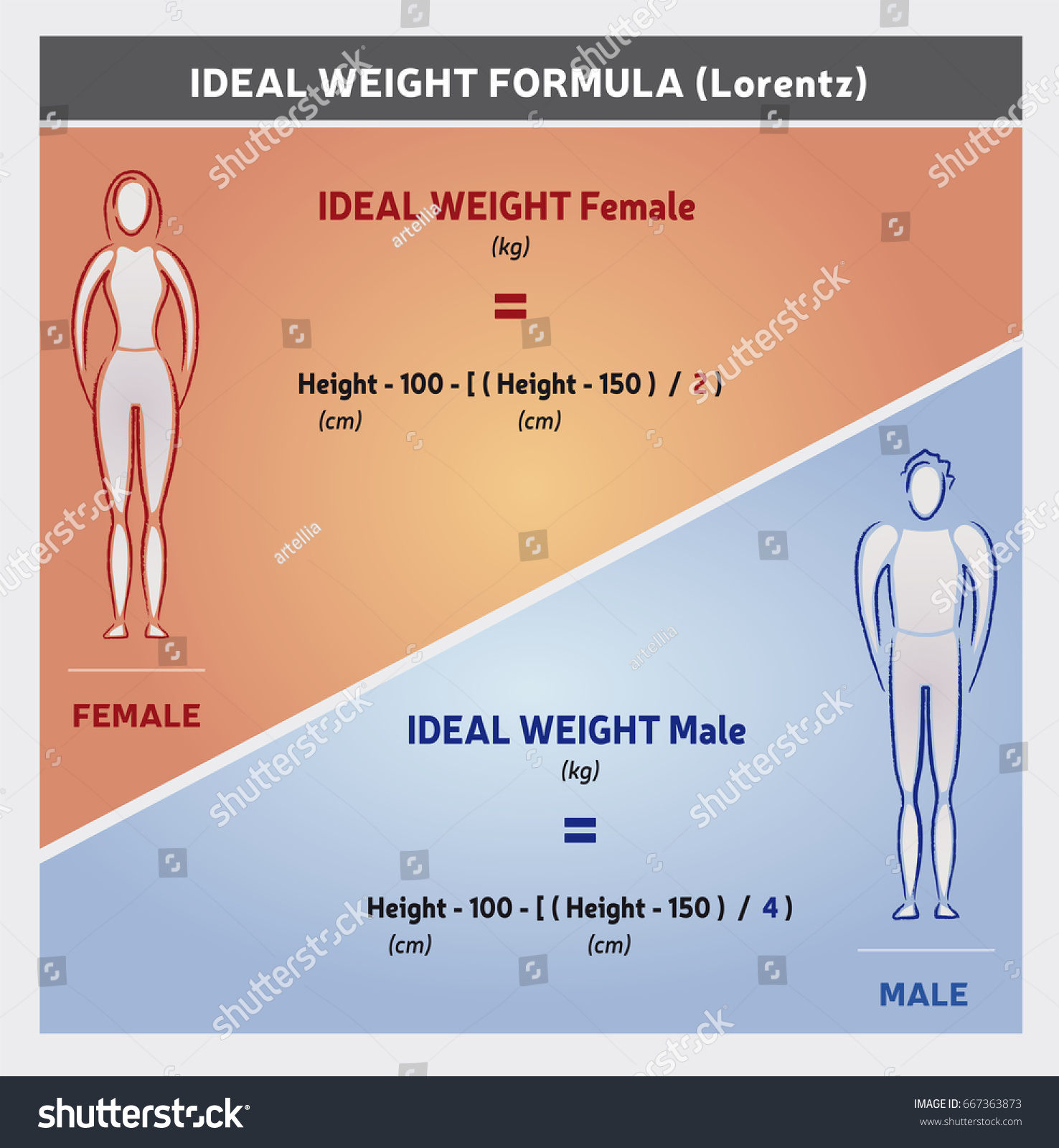 What Is The Ideal Weight