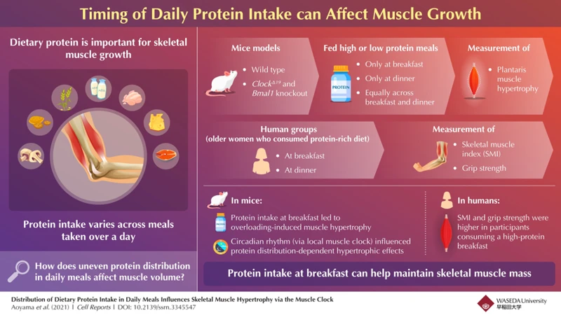 Best Time For Protein Consumption For Weight Loss