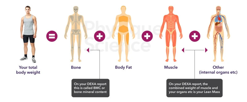 Body Composition Vs. Body Weight