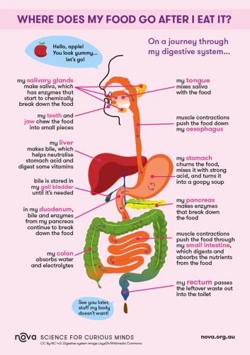 Chewing And Digestion 101