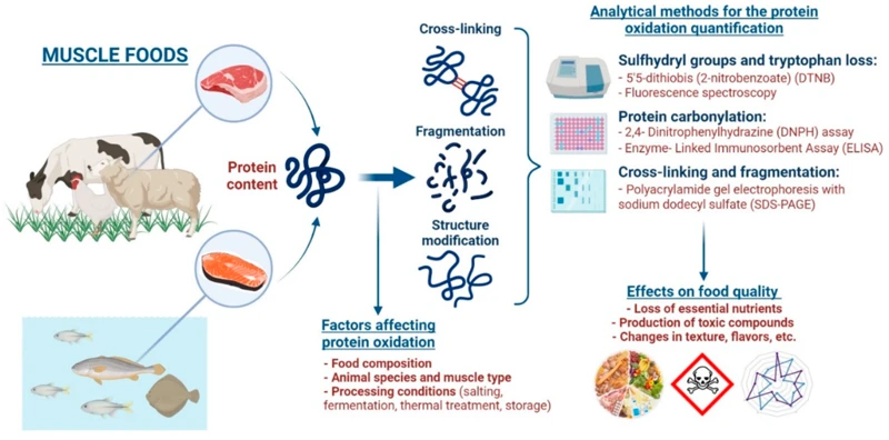 Factors That Affect Protein Quality