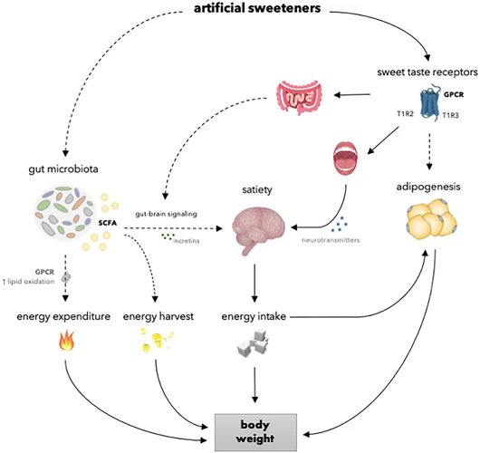 How Artificial Sweeteners Impact Metabolism