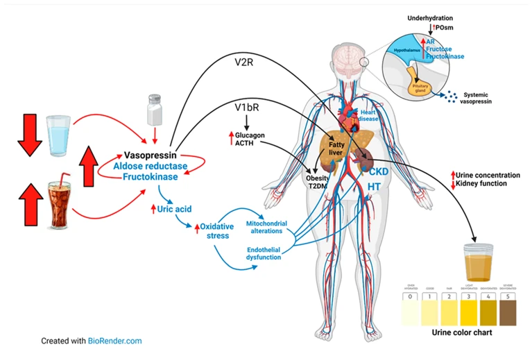 How Dehydration Affects Weight Loss Goals?