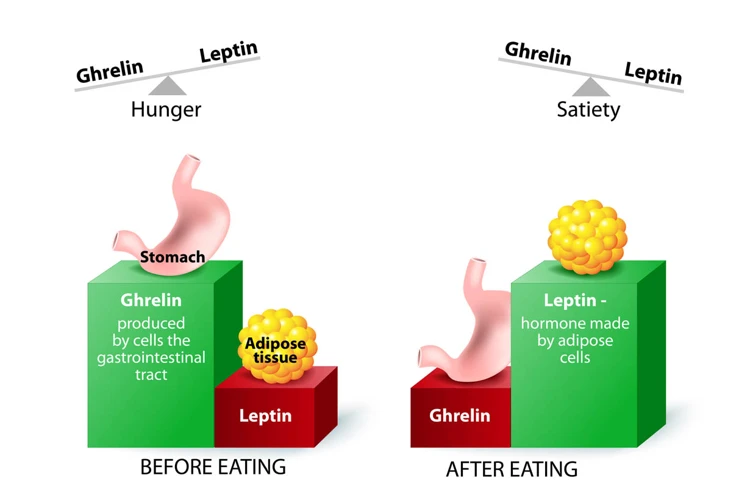 How Processed Foods Contribute To Cravings