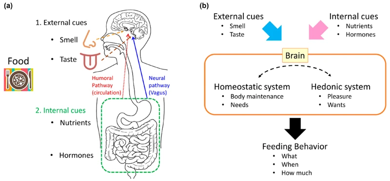 Other Ways To Stay Hydrated And Promote Satiety