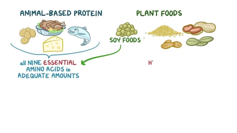 Protein Vs. Carbohydrates