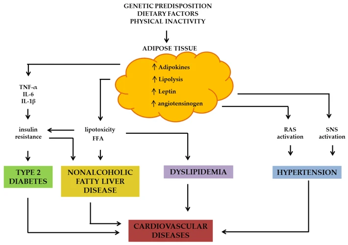 Research On The Benefits Of High-Fiber Intake In Reducing Obesity Risk