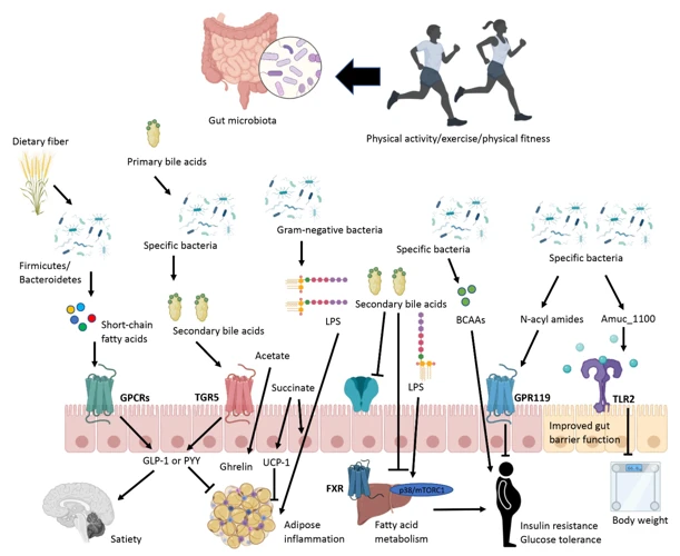 The Benefits Of Exercise On Gut Health