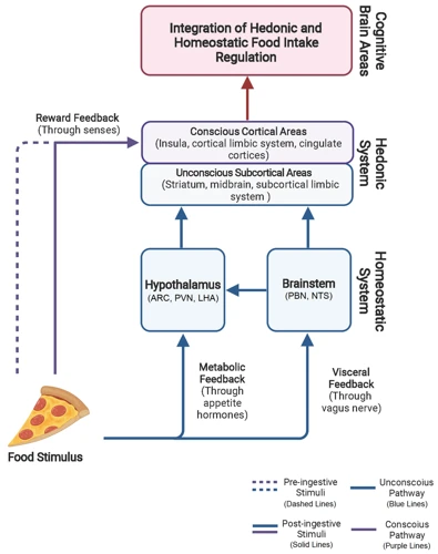 The Physiology Of Hunger