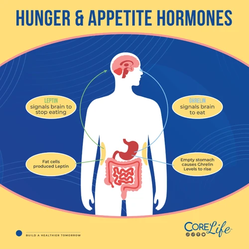 Understanding Hunger Hormones