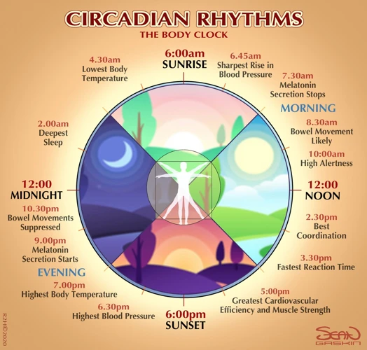 What Are Circadian Rhythms?