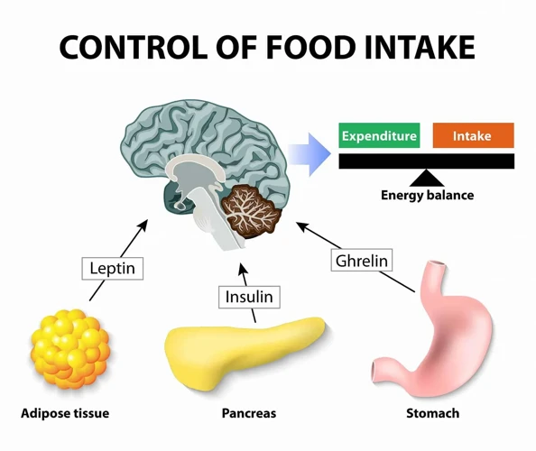 What Are Hunger Hormones?