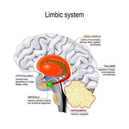 What Is Cortisol?