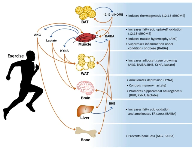 What Is Metabolism?